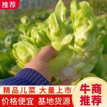 四川渠县精品儿菜，产地一手货源，质量保证，欢迎致电