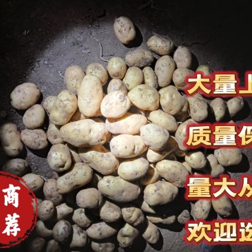 【诚信商家】优质土豆农户自家种植破损包赔质量保证价格实惠