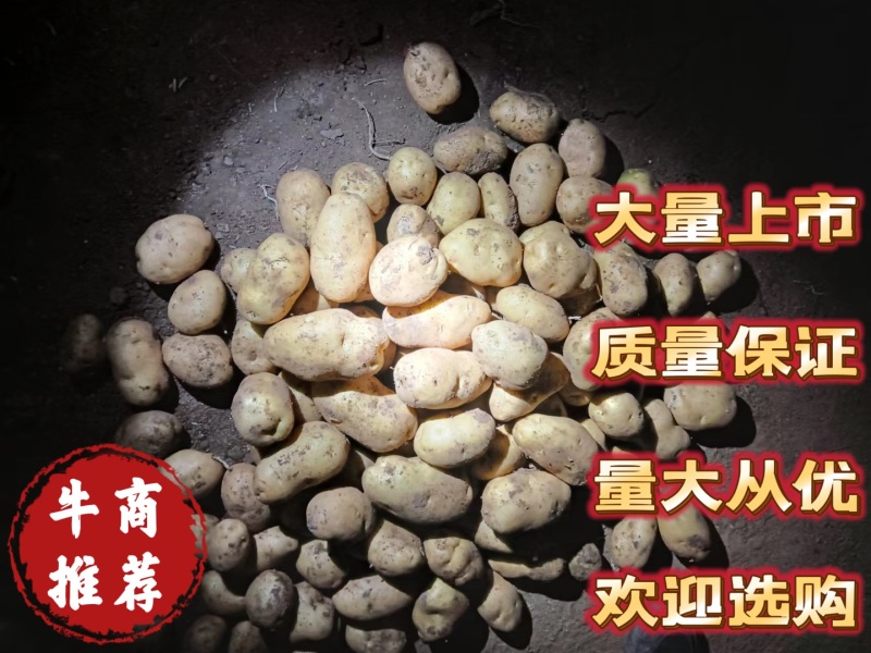 【推荐】精品土豆质量保证价格实惠产地货源欢迎咨询