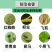 10%吡虫啉正品吡虫啉棉花作物蔬菜果树花卉蚜虫通用进农药
