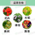 10%吡虫啉正品吡虫啉棉花作物蔬菜果树花卉蚜虫通用进农药