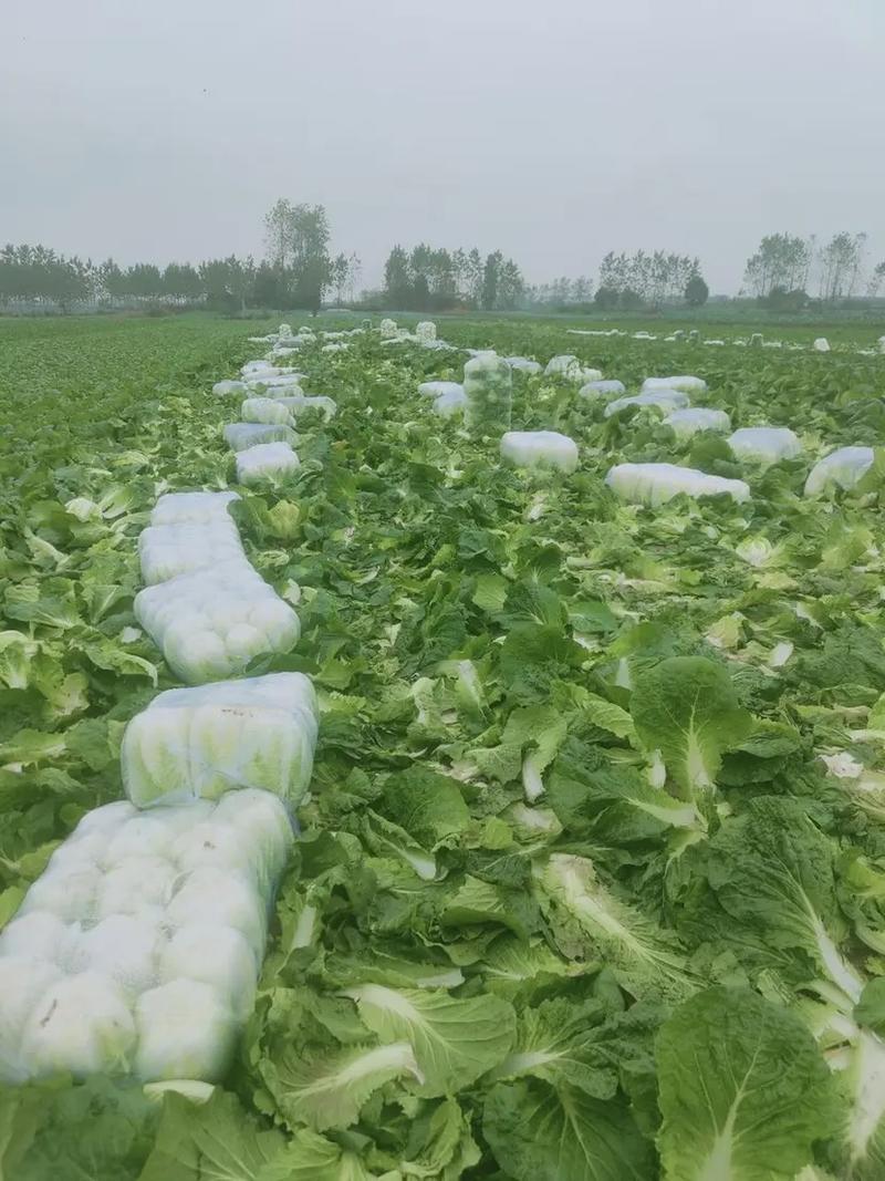 精品黄心白菜湖南汉寿产地一手货源代发全国