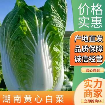 精品黄心白菜湖南汉寿产地一手货源代发全国