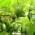 拇指西瓜种子懒汉结瓜多耐种植易管理产量高品质好