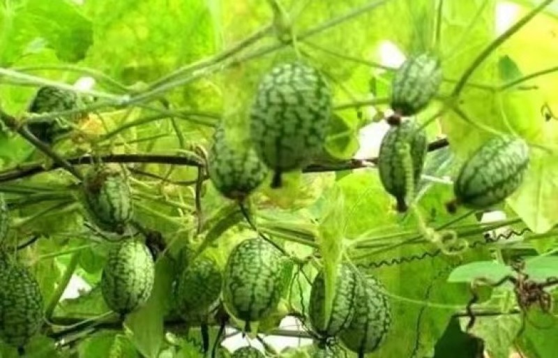 拇指西瓜种子懒汉结瓜多耐种植易管理产量高品质好