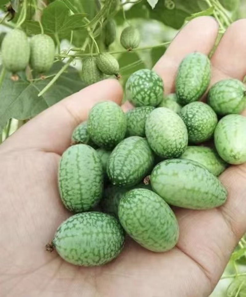 拇指西瓜种子懒汉结瓜多耐种植易管理产量高品质好