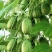 拇指西瓜种子懒汉结瓜多耐种植易管理产量高品质好
