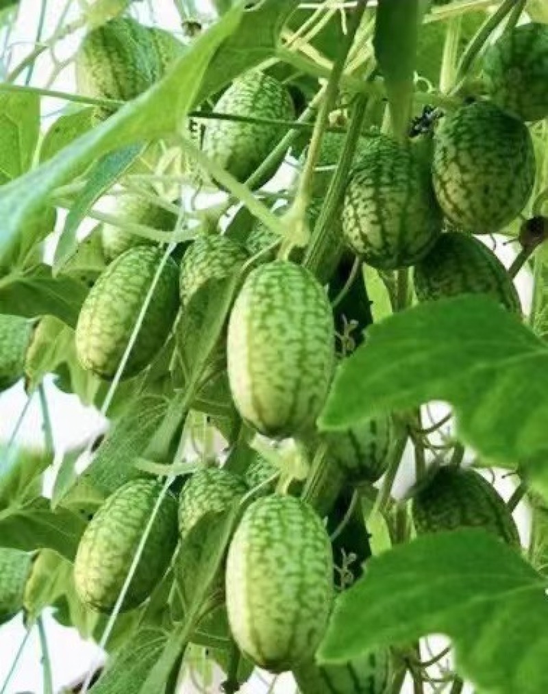拇指西瓜种子懒汉结瓜多耐种植易管理产量高品质好
