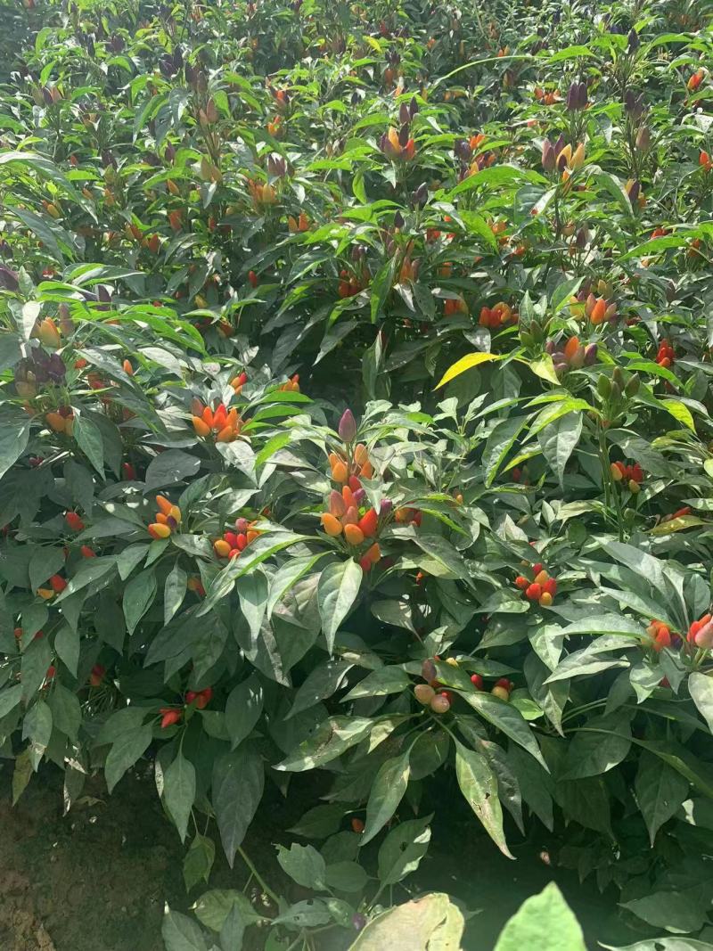 良达五彩辣椒种子易种植耐成活基地供应辣味浓