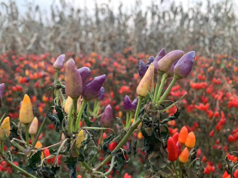 良达五彩辣椒种子易种植耐成活基地供应辣味浓