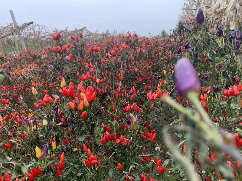 良达五彩辣椒种子易种植耐成活基地供应辣味浓