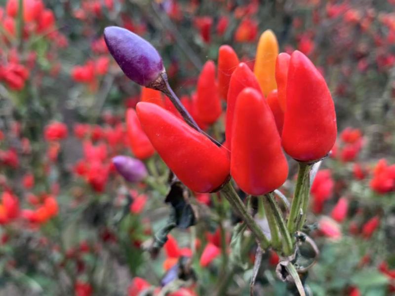 良达五彩辣椒种子易种植耐成活基地供应辣味浓