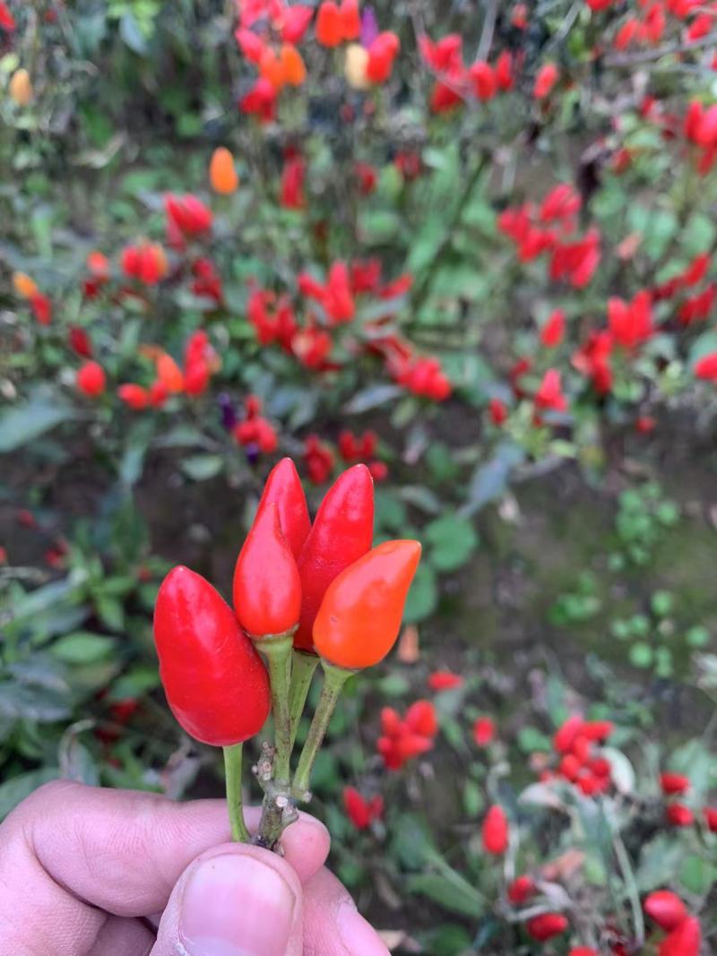 良达五彩辣椒种子易种植耐成活基地供应辣味浓