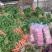 开封胡萝卜精品三红胡萝卜大量上货一手货源价格实惠