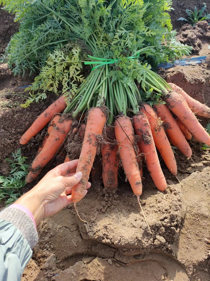 开封胡萝卜精品三红胡萝卜大量上货一手货源价格实惠