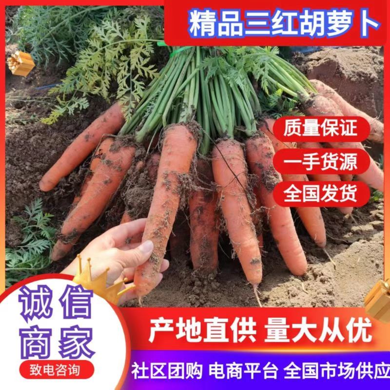 开封精品三红胡萝卜大量供货中产地直供量大从优欢迎联系