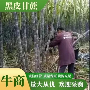 精品黑皮，黄皮甘蔗，产地一手货源质量好，价格优，欢迎电联