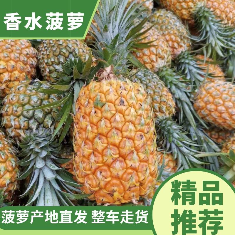 【实力】云南香水菠萝，精品菠萝，小菠萝，电商团购整车发货