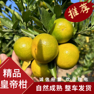 云南早熟皇帝柑精品柑桔供应社区团购电商整车发货