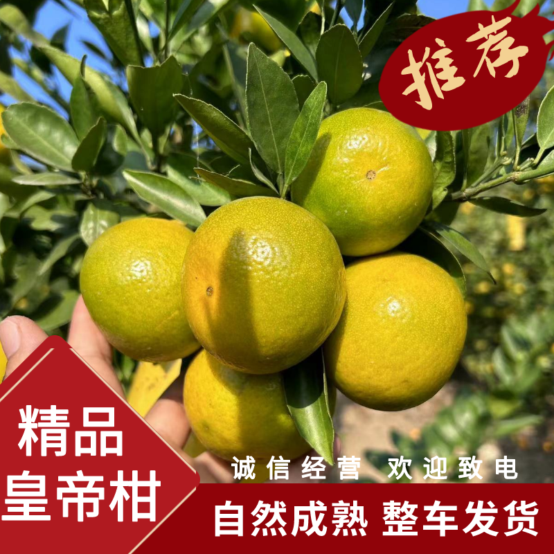 云南早熟皇帝柑精品柑桔供应社区团购电商整车发货