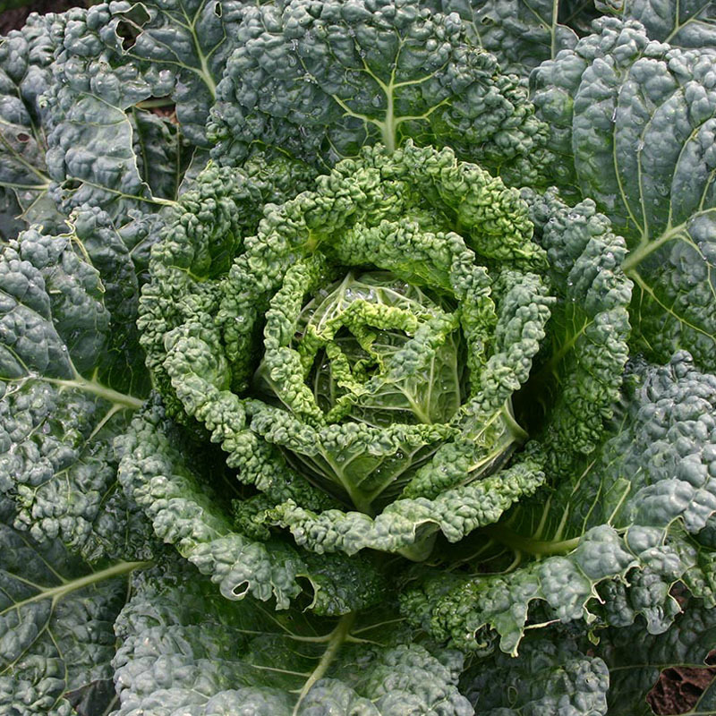 泡泡甘蓝甘兰种子沙拉春夏秋播蔬菜皱叶甘蓝种籽四季蔬菜种孑