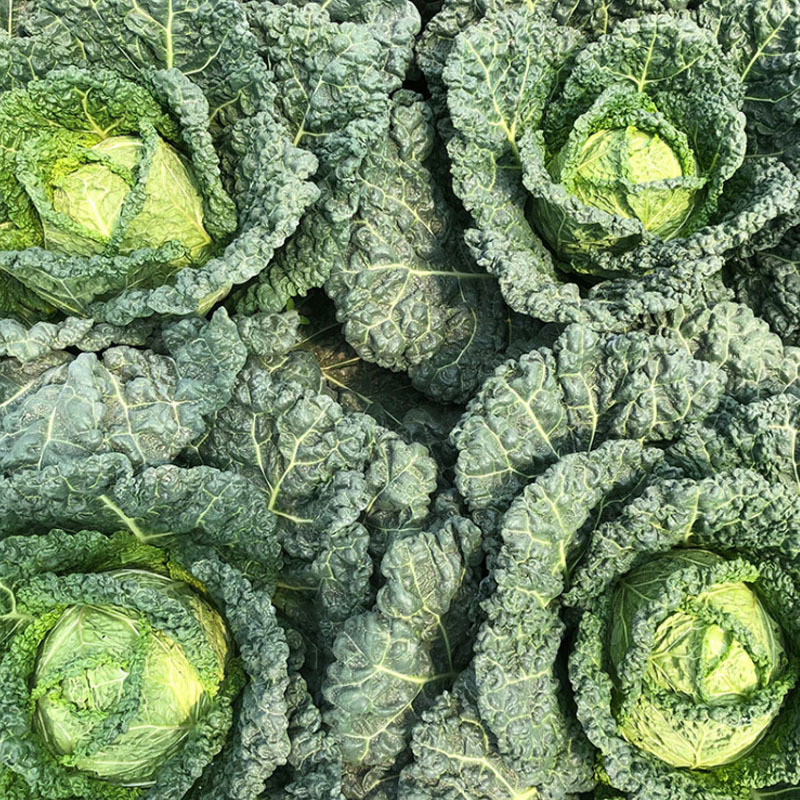 泡泡甘蓝甘兰种子沙拉春夏秋播蔬菜皱叶甘蓝种籽四季蔬菜种孑
