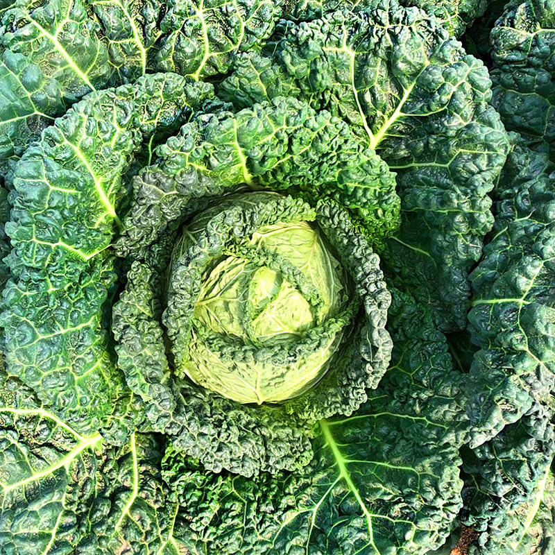 泡泡甘蓝甘兰种子沙拉春夏秋播蔬菜皱叶甘蓝种籽四季蔬菜种孑