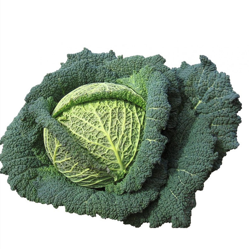 泡泡甘蓝甘兰种子沙拉春夏秋播蔬菜皱叶甘蓝种籽四季蔬菜种孑