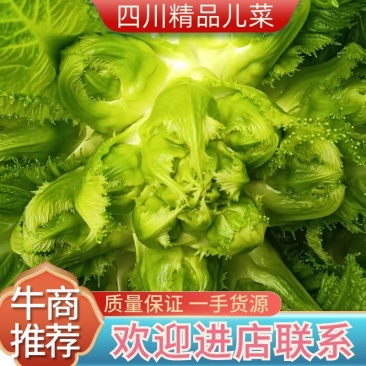 儿菜崇州儿菜清秀晾仔大蕊小蕊产地货源
