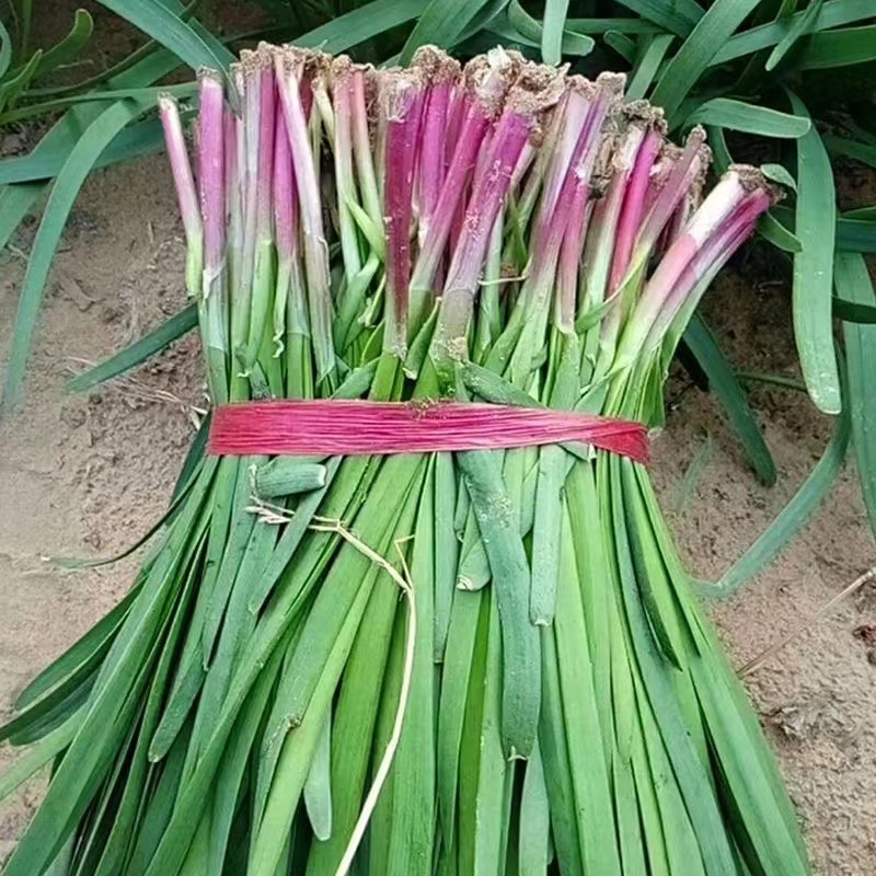 紫根韭菜种子植株抗寒性强适应性广泛叶片浓绿宽厚