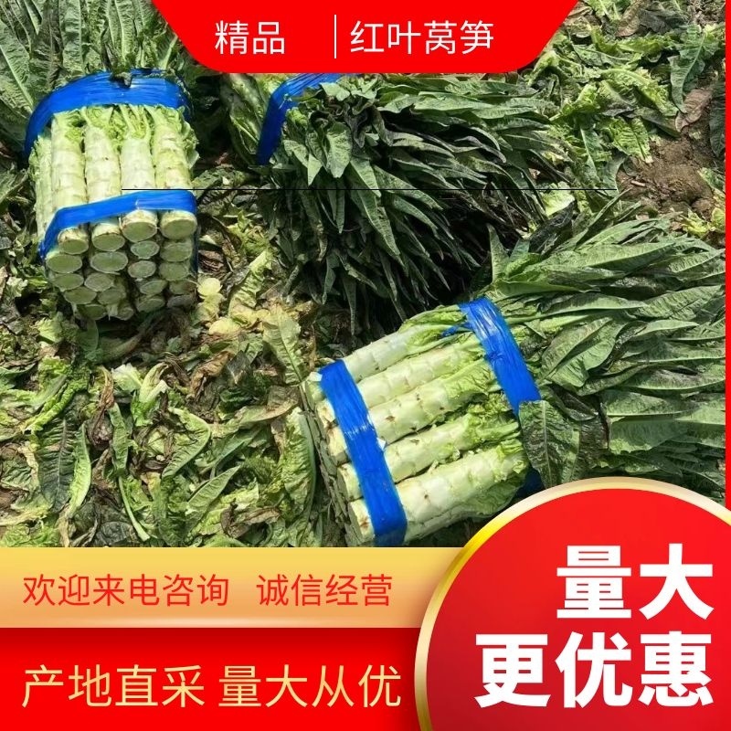 【精品】红叶莴笋长度50到60间一手货源！量大从优！欢迎采购