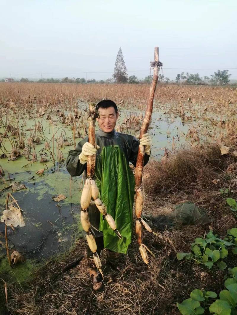 【热销】正宗洪湖粉藕产地货源新鲜现挖一手货源批发价