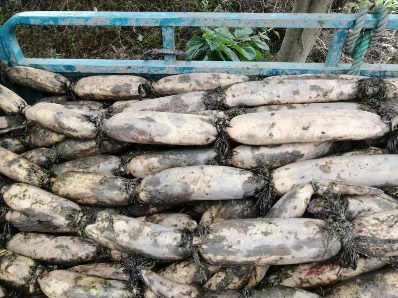 【热销】正宗洪湖粉藕产地货源新鲜现挖一手货源批发价