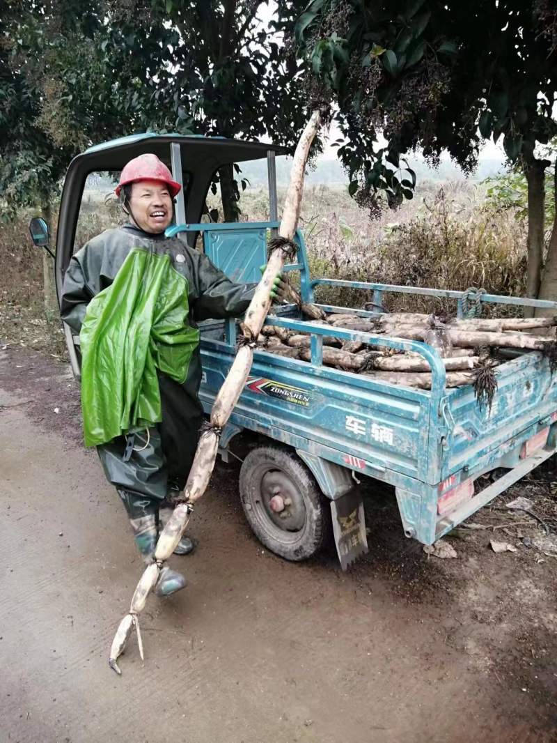 【热销】正宗洪湖粉藕产地货源新鲜现挖一手货源批发价