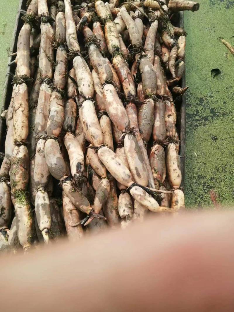 【热销】正宗洪湖粉藕产地货源新鲜现挖一手货源批发价