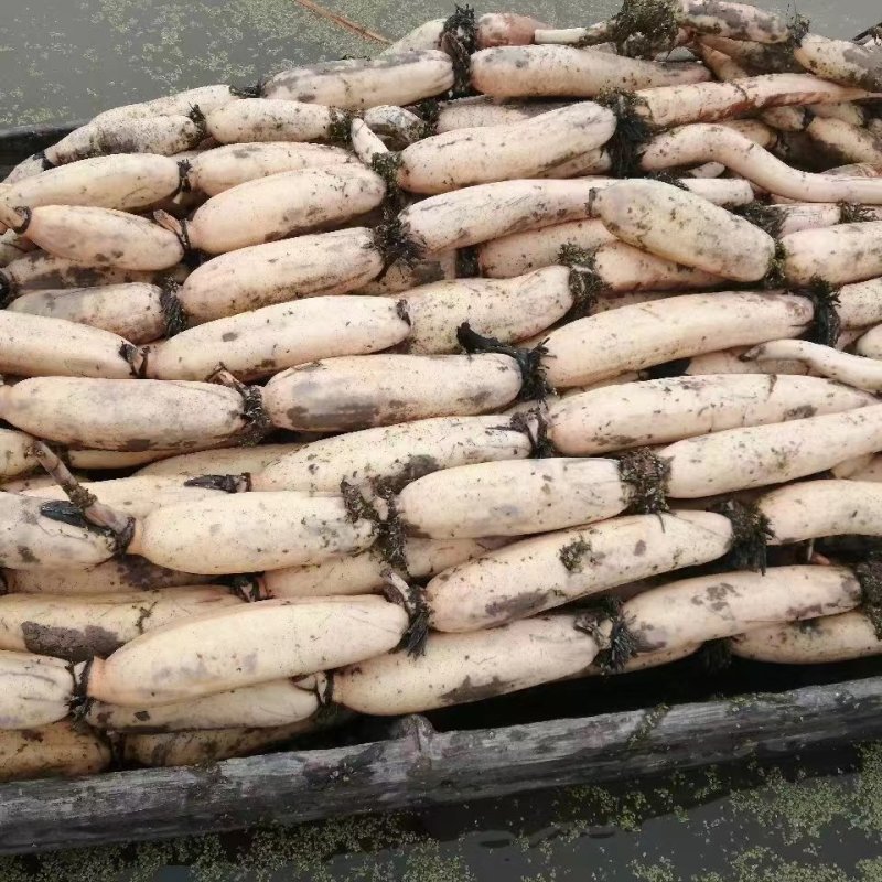 【热销】正宗洪湖粉藕产地货源新鲜现挖一手货源批发价
