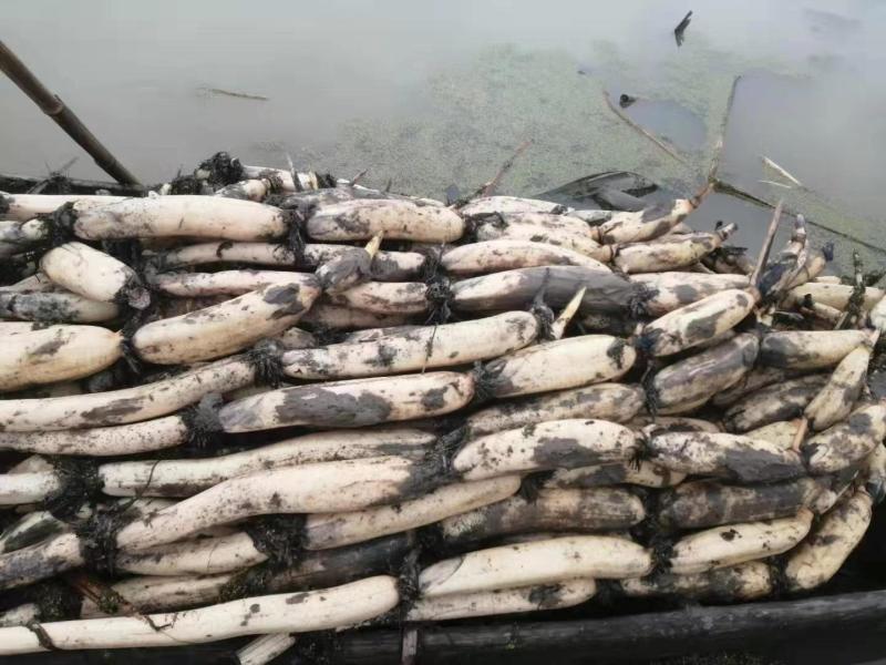【热销】正宗洪湖粉藕产地货源新鲜现挖一手货源批发价