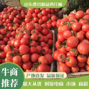 精品西红柿山东西红柿产地直发品质保证坏果包赔
