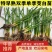 茭白种苗龙茭2号美人茭品种齐全诚信经营，欢迎来电咨询