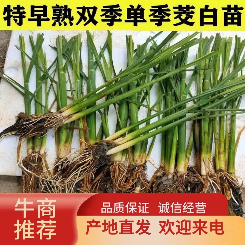 茭白种苗龙茭2号美人茭品种齐全诚信经营，欢迎来电咨询