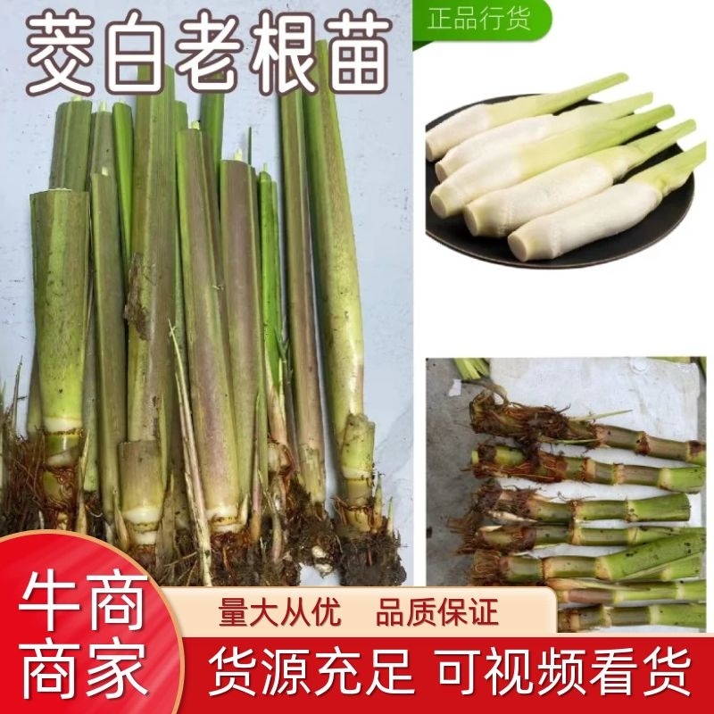 茭白苗浙茭6号，7号龙茭2号美人茭品种齐全，量大从优