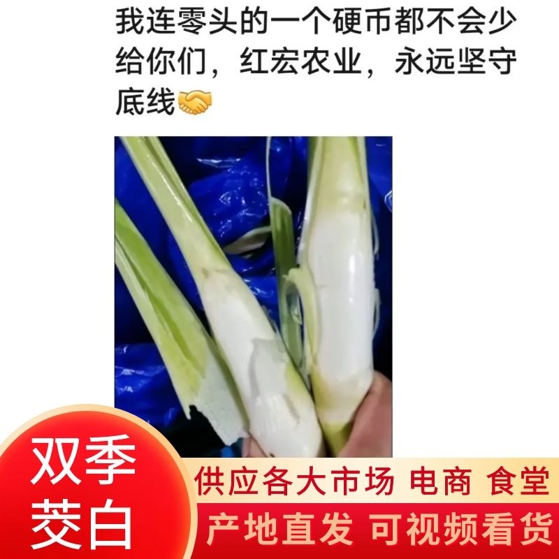 【浙大三号茭白】安徽安庆一手货源一手价格便宜按需分拣