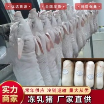 【热卖】乳猪整只2-20公斤厂家直发保证新鲜常年供应