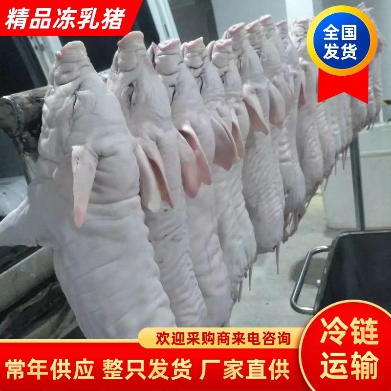 【乳猪】精品冻乳猪2-20公斤证件齐全量大从优