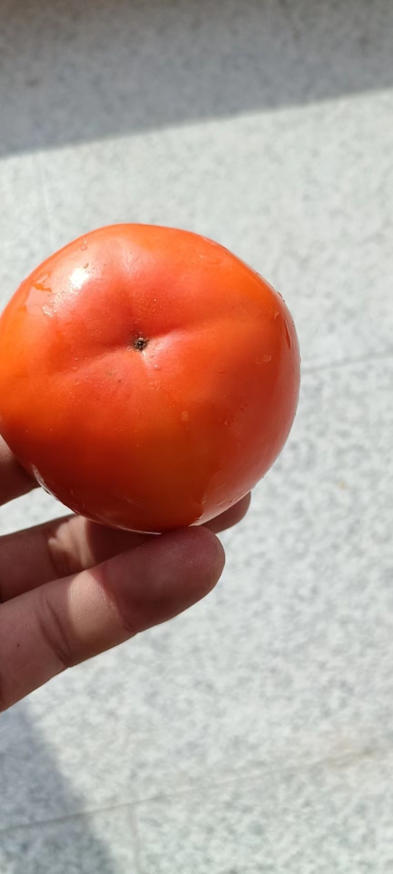 宝鸡阳丰甜市子。一手货源量大从优有需要联系。