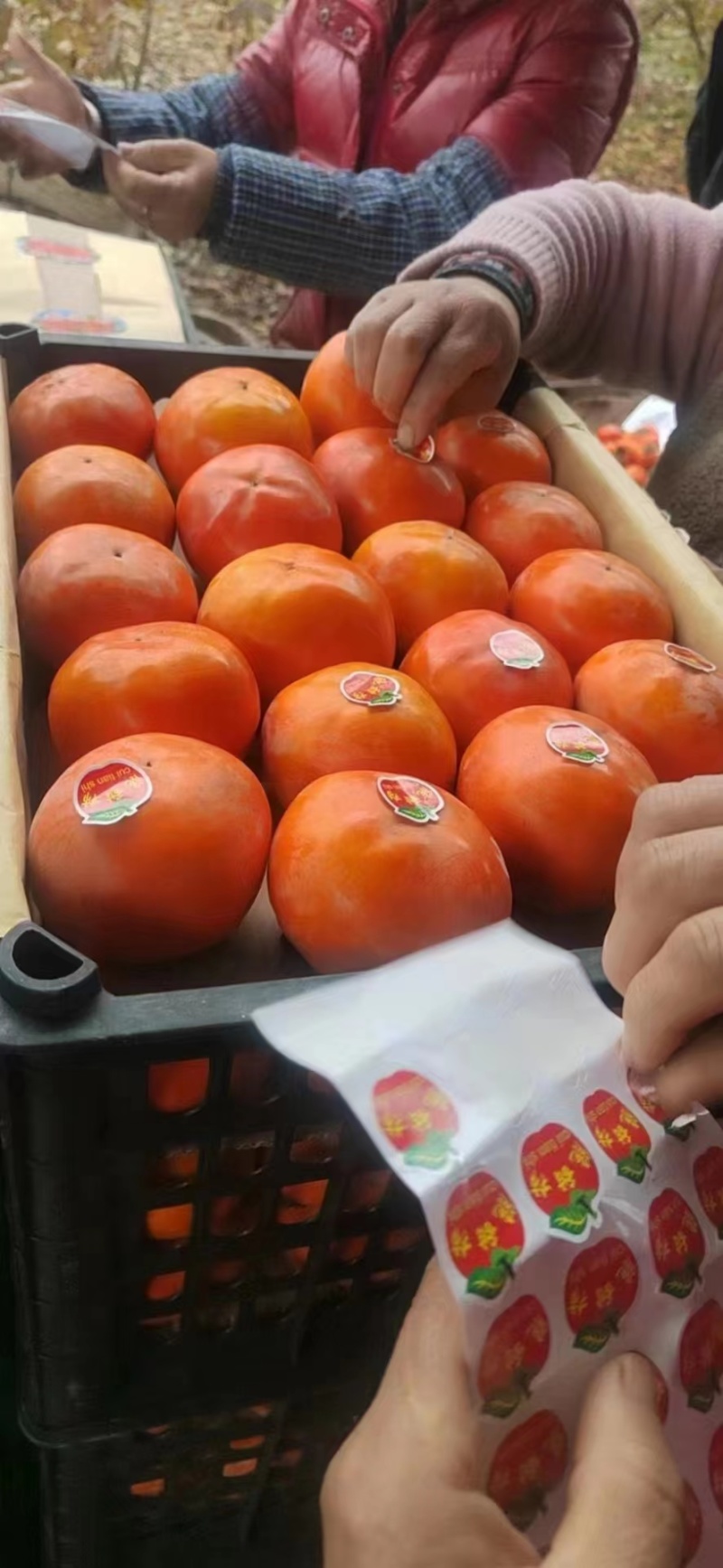 宝鸡阳丰甜市子。一手货源量大从优有需要联系。