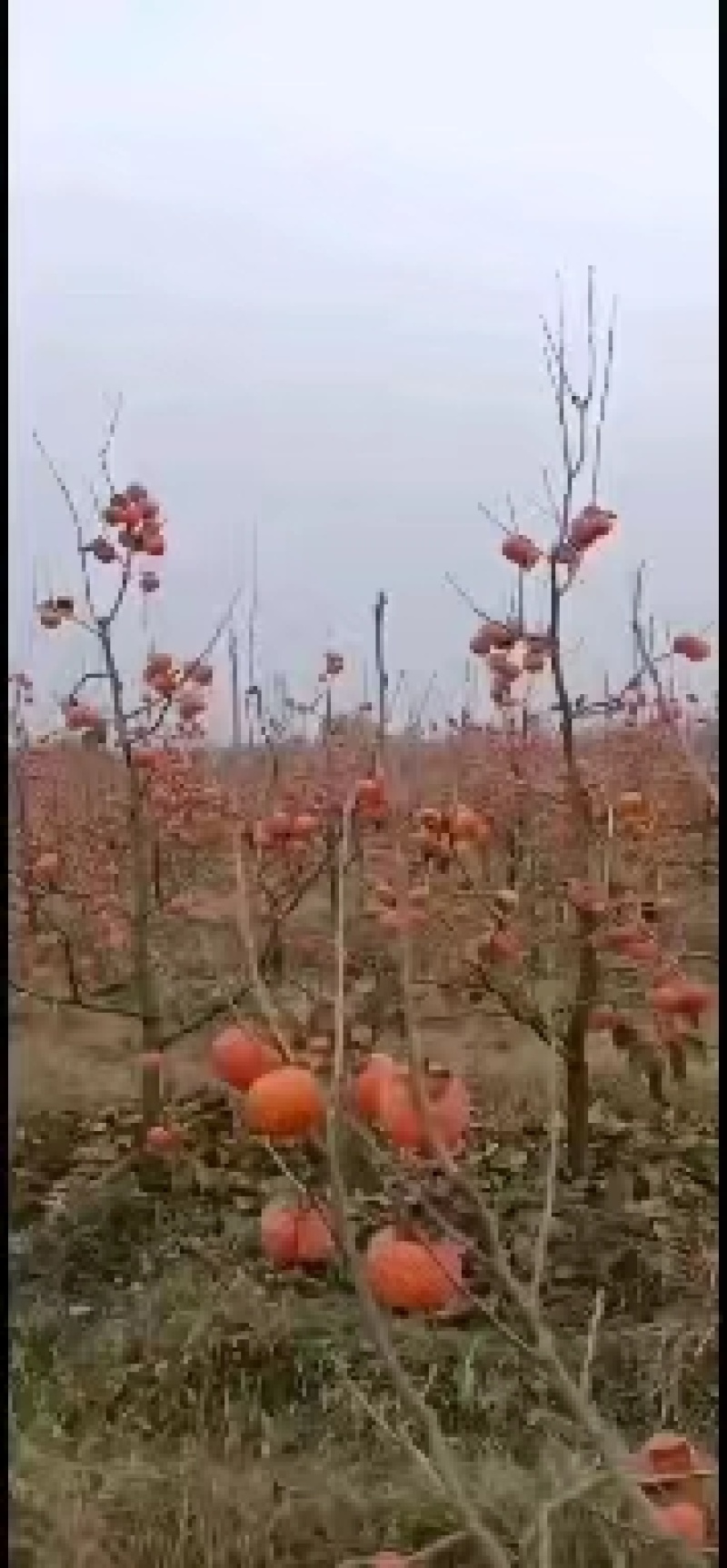 宝鸡阳丰甜市子。一手货源量大从优有需要联系。