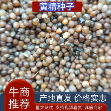 野生移栽黄精种子，出芽率高成活率高欢迎来电