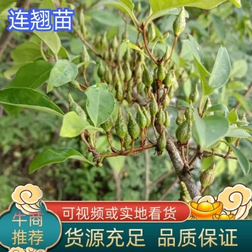 纯野生挂果3-10年生连翘苗，可视屏采挖成活率好