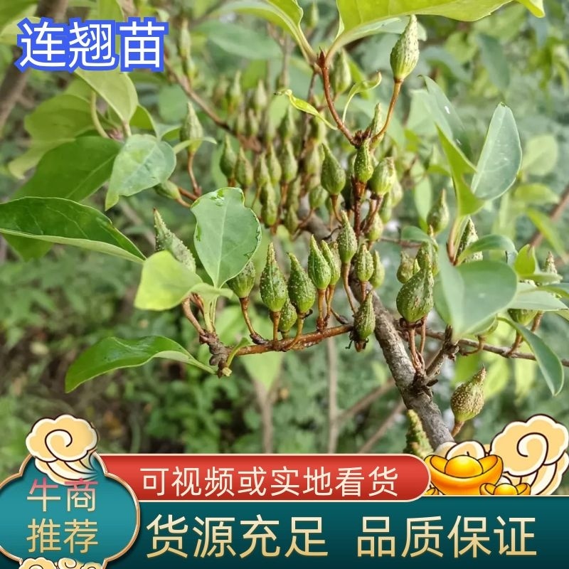 纯野生挂果3-10年生连翘苗，可视屏采挖成活率好